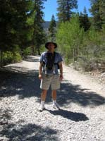 02-pretty_pine_forest
