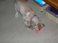 01-Baxter_playing_with_new_toy_from_Steffi