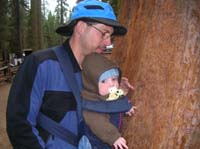 130-Daddy_and_Kenny_touching_a_Sequoia
