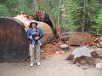 135-Daddy_and_Kenny_next_to_fallen_Sequoia