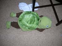 32-turtle_seen_from_above