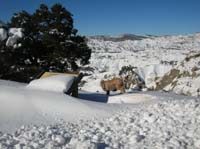 070-Baxter_likes_running_around_in_the_snow