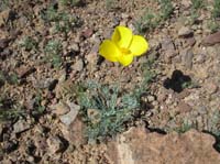 22-many_Desert_Gold_Poppy's_in_bloom