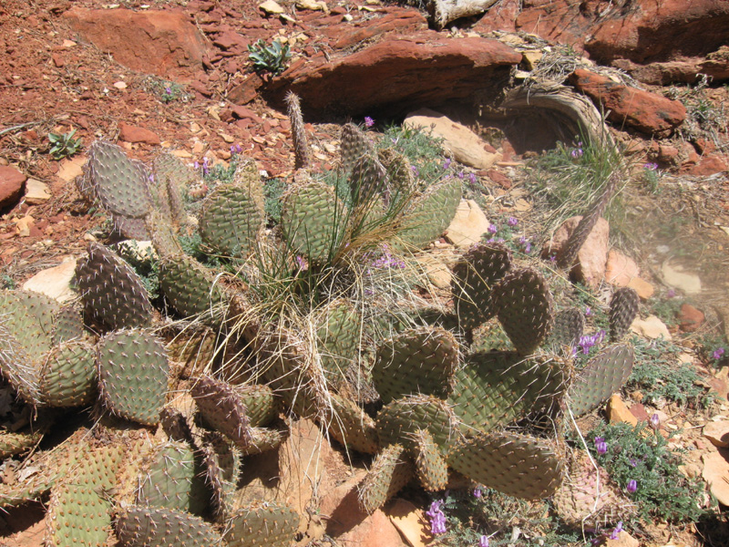 24-cacti_and_blooming_flowers