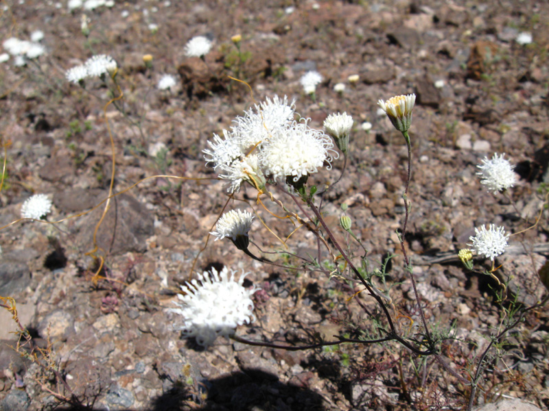 60-Desert-Chicory