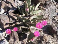 27-Beavertail_cacti_are_in_bloom