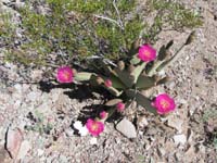 54-Beavertail_Cacti_in_bloom