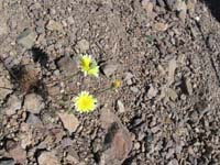 56-Desert_Dandelion