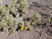 59-Cholla_bloom