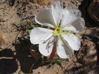16-Dune_Primrose_on_Icebox_Canyon_trail_in_Red_Rock