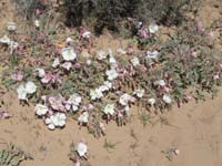 17-group_of_Dune_Primrose