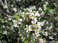 20-pretty_flowering_bush