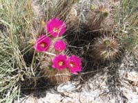 41-Hedgehog_cactus_in_bloom