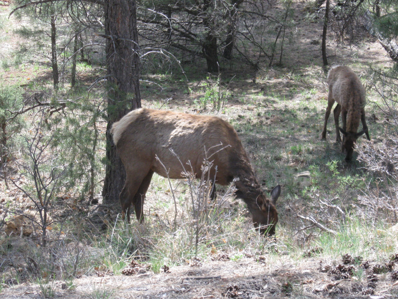 57-close-up_of_an_elk