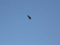 28-California_Condor_in_flight