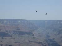30-California_Condor_in_flight_with_canyon_views