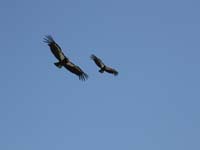 31-California_Condors_in_flight