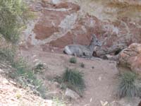52-Bighorn_Sheep_ewe_relaxing_near_trail