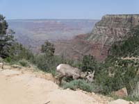 54-Bighorn_Sheep_and_canyon_views