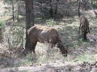 57-close-up_of_an_elk