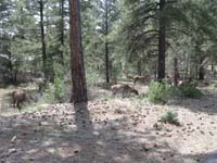 58-six_grazing_near_the_road