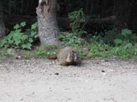 032-Marmot_along_Old_Fall_River_Road-one_way_scenic_dirt_road