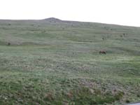 073-mountain_side_covered_with_elk