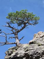 129-interesting_tree_on_rock