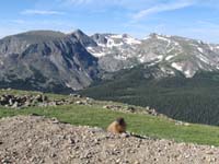 150-early_morning_mountains_tundra_and_marmot