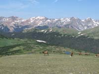 158-elk_with_Never_Summer_Mountains-Gore_Range_viewpoint