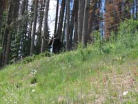 174-moose_along_highway