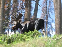 175-moose_along_highway