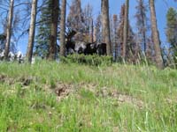 176-moose_along_highway