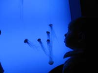 20-Kenny_watching_jelly_fish_at_Georgia_Aquarium