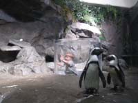 25-Kenny_sees_the_penguins_up_close