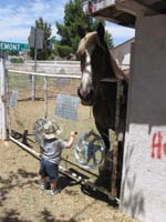 05-the_big_horse_says_dude_I'm_way_up_here