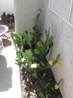29-cacti_in_backyard_blooming