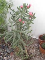 31-cacti_in_backyard_blooming