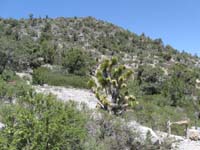 65-lone_Joshua_Tree_at_about_5700_feet_elevation