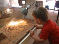 84-Kenny_checks_out_a_lizard_at_the_visitor_center