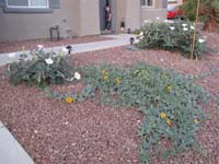 07-Kenny_and_blooming_plants_in_front_yard