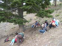 34-the_group_having_lunch_under_a_fir_tree