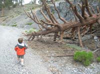38-Kenny_said_the_downed_tree_was_'cool'