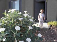 35-Kenny_and_the_blooming_Moonflower-over_50_blooms