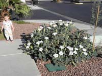 36-Kenny_and_the_blooming_Moonflower-over_50_blooms