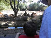25-looking_at_rhinos_and_giraffes