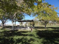24-trees_in_Las_Vegas-precious_shade