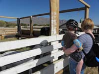 35-looking_in_the_pen_that_has_goats_sheep_cows_and_pigs