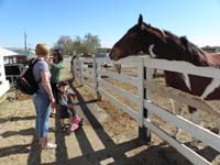 36-that's_a_really_big_horse