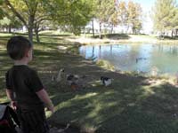 43-here_come_more_feathered_friends